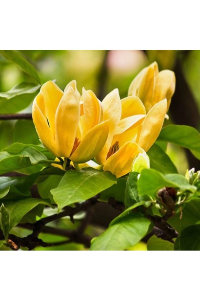 Магнолія гібридна Дафнія квіти у вигляді великих жовтих тюльпанів